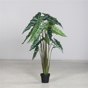 Alocasia in pot 160cm