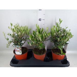 Olea europaea