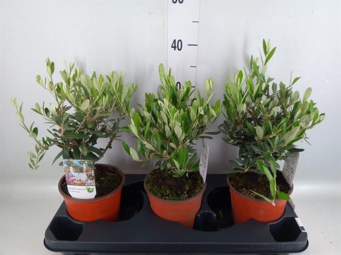 <h4>Olea europaea</h4>
