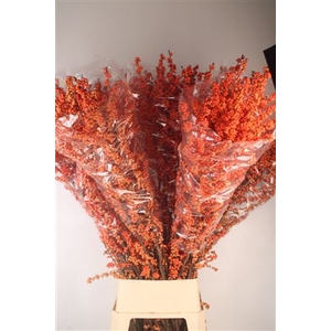 Ilex magical daydream