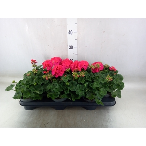 Pelargonium zona.   ...F1