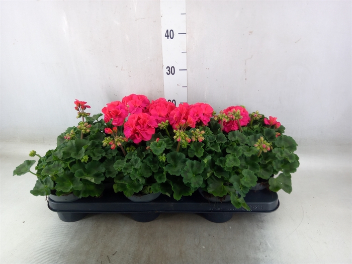 <h4>Pelargonium zona.   ...F1</h4>