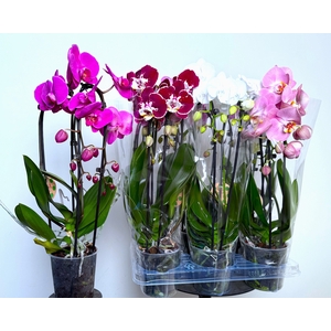 PHAL EL CASCADE