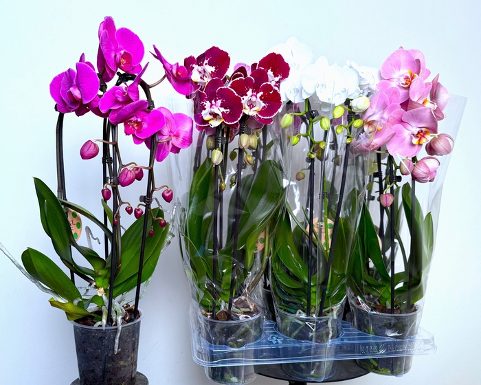 <h4>PHAL EL CASCADE</h4>
