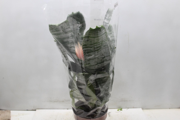 <h4>AECHMEA FASCIATA P17</h4>