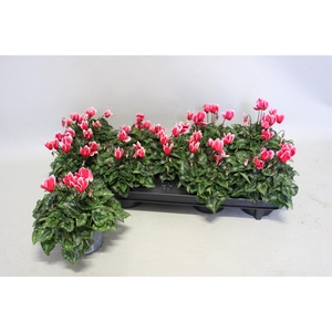 Cyclamen Super Serie Fuji Red