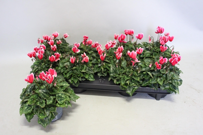 <h4>Cyclamen Super Serie Fuji Red</h4>