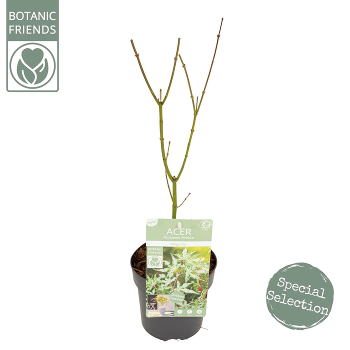 <h4>Acer palm. 'Ukigumo'</h4>