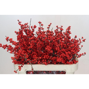 Ilex Rood