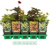 Heliopsis