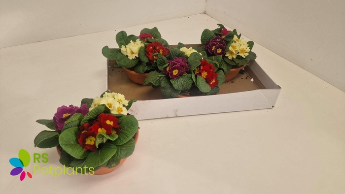 <h4>PRIM AC GEM</h4>