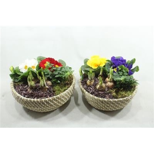 1191 MAND STREEP TUINTJE