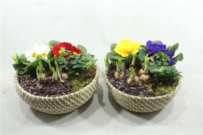 <h4>1191 Mand Streep Tuintje</h4>