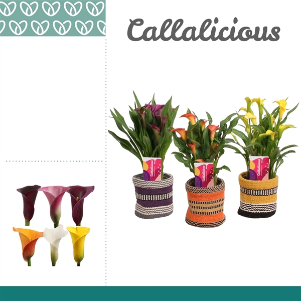 <h4>Zantedeschia Mix in Ompot Evita</h4>