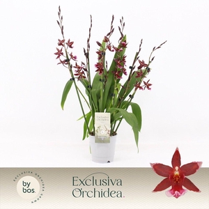 Barrocco Red, 7+ spike 65+ cm 'Exclusiva Orchidea'