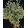 Chamaecyparis Pisifera Boulevard