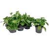Epipr Global Green