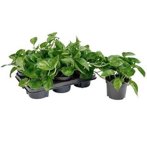 Epipr Global Green