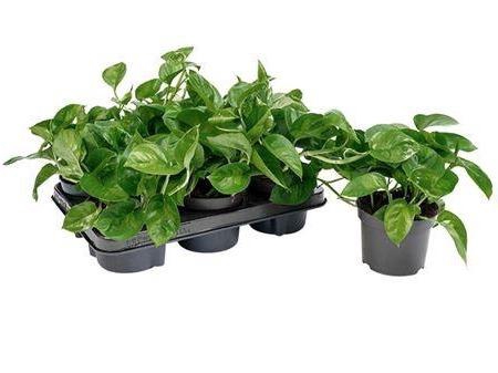 Epipr Global Green
