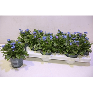 arr8 Myos Sy Laura D Blue