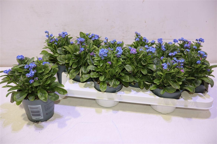 <h4>arr8 Myos Sy Laura D Blue</h4>