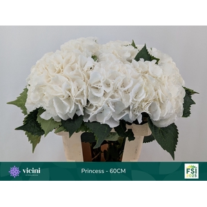 Hydrangea royal princess