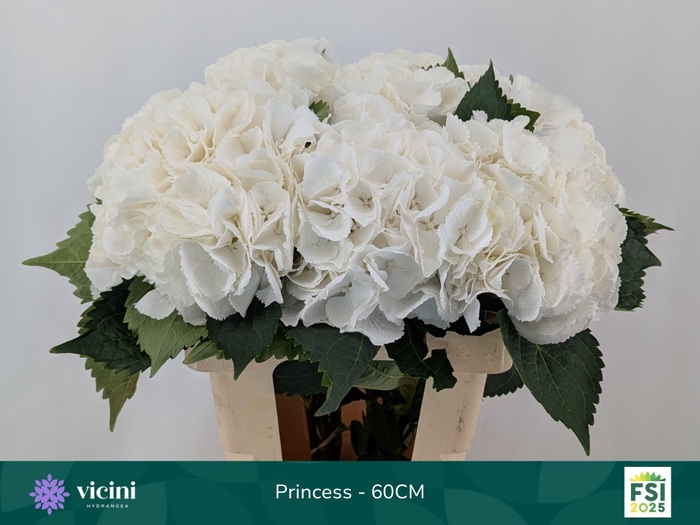 Hydrangea royal princess