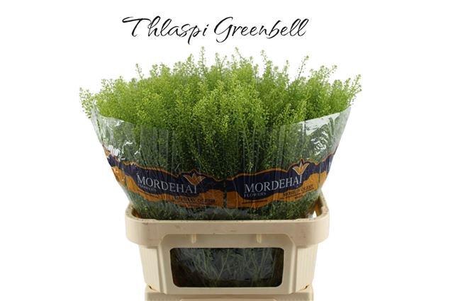 <h4>LEP RU GREEN BELL</h4>