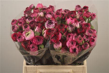 <h4>Ran El Pink Stripes</h4>