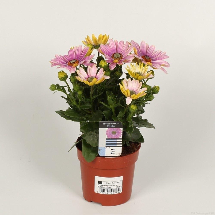 <h4>Osteospermum Margarita Smoothies So</h4>