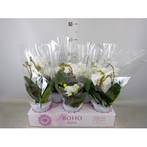 Phalaenopsis   ...white