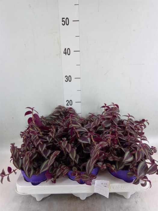 <h4>Tradescantia   ...</h4>