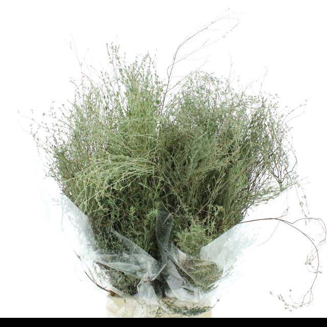 <h4>SNIJBLOEMEN OV BS</h4>