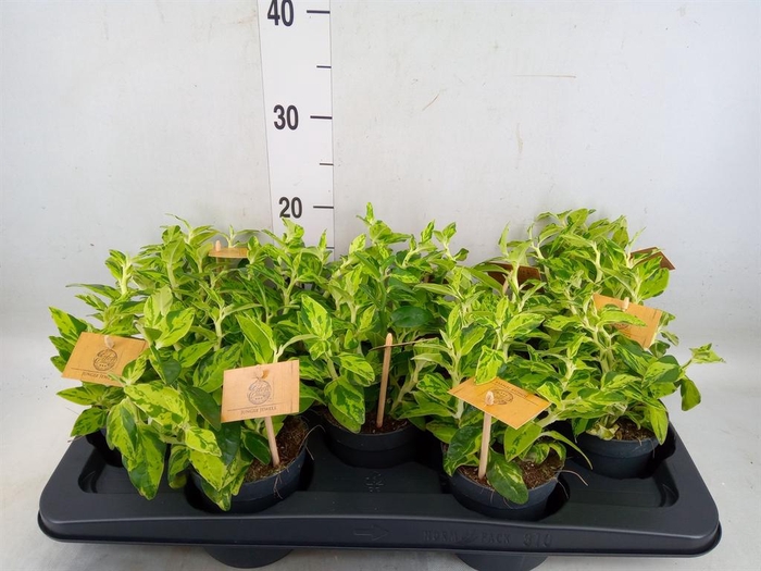 <h4>Planten   ... L%</h4>