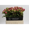 Paeonia Command Performance