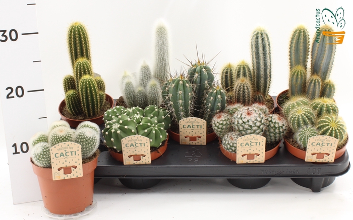 <h4>CACTUS GEM</h4>
