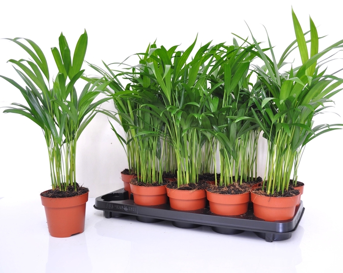 <h4>DYPSIS LUTESCENS</h4>