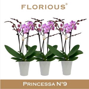 No9 Phalanopsis 3 Tak Roze+Deco