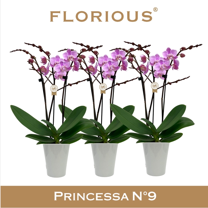 <h4>No9 Phalanopsis 3 Tak Roze+Deco</h4>