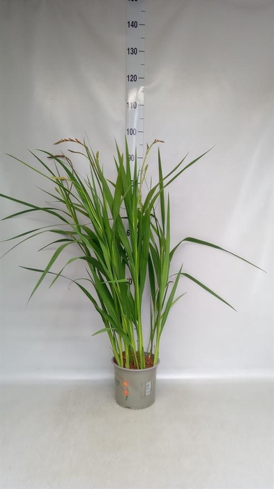 <h4>Crocosmia   ...</h4>
