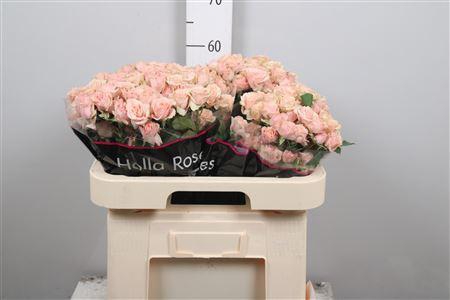 <h4>R Tr Latoya</h4>