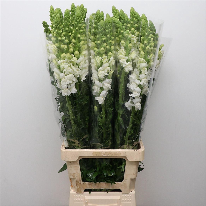 <h4>ANTIR OP WHITE</h4>