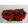 Hypericum True Romance
