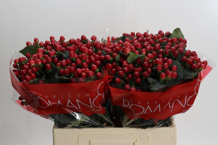 <h4>Hypericum True Romance</h4>