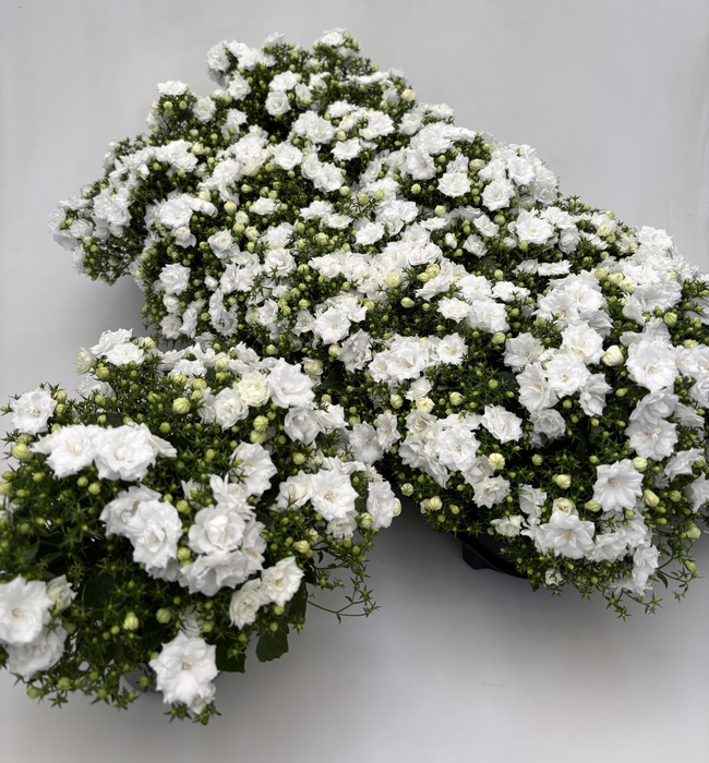 <h4>CAMP WHITE LIKE MEE</h4>