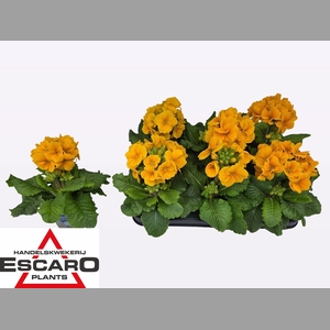 PRIM EL SIBEL GOLDGE