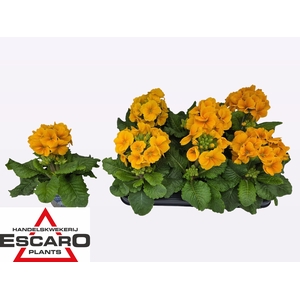 PRIM EL SIBEL GOLDGE