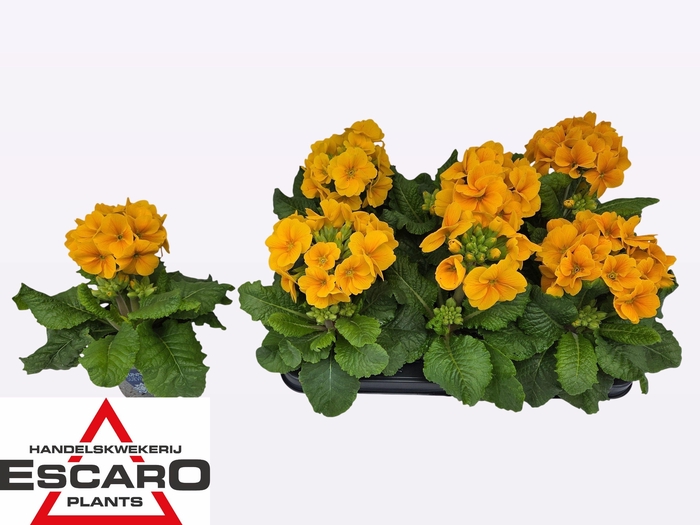 <h4>PRIM EL SIBEL GOLDGE</h4>