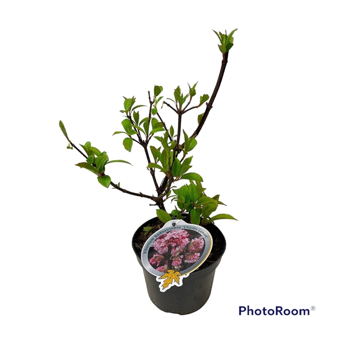 <h4>Viburnum bodn. Charles Lamont 40-50 C3</h4>