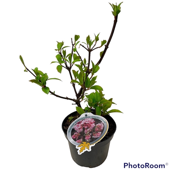 Viburnum bodn. Charles Lamont 40-50 C3